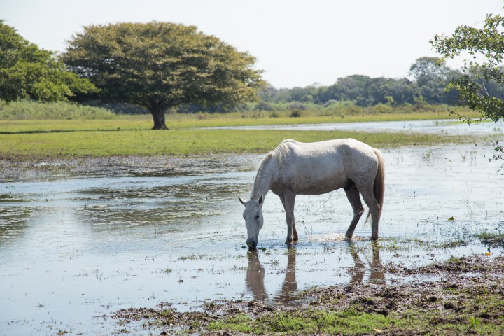 Pantanal - Photo by Pantanal